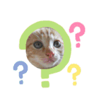 10月の保護子猫たち（個別スタンプ：4）