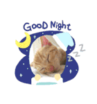 10月の保護子猫たち（個別スタンプ：5）