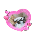 10月の保護子猫たち（個別スタンプ：6）