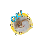 10月の保護子猫たち（個別スタンプ：8）