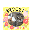 10月の保護子猫たち（個別スタンプ：10）