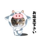 10月の保護子猫たち（個別スタンプ：13）