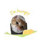 10月の保護子猫たち（個別スタンプ：14）