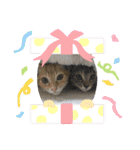 10月の保護子猫たち（個別スタンプ：15）