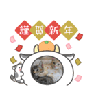 10月の保護子猫たち（個別スタンプ：16）