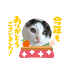 10月の保護子猫たち（個別スタンプ：17）