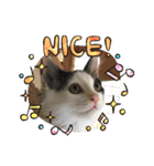 10月の保護子猫たち（個別スタンプ：20）