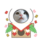 10月の保護子猫たち（個別スタンプ：21）