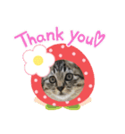 10月の保護子猫たち（個別スタンプ：24）