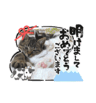 10月の保護子猫たち（個別スタンプ：25）