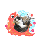 10月の保護子猫たち（個別スタンプ：27）