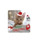 10月の保護子猫たち（個別スタンプ：28）