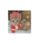 10月の保護子猫たち（個別スタンプ：29）