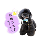 Blooming dogs* black poodle（個別スタンプ：1）