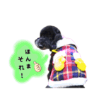 Blooming dogs* black poodle（個別スタンプ：2）