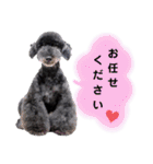 Blooming dogs* black poodle（個別スタンプ：3）