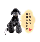 Blooming dogs* black poodle（個別スタンプ：4）