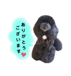 Blooming dogs* black poodle（個別スタンプ：6）