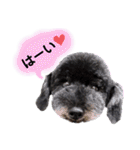 Blooming dogs* black poodle（個別スタンプ：8）