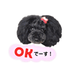 Blooming dogs* black poodle（個別スタンプ：9）