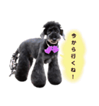 Blooming dogs* black poodle（個別スタンプ：10）