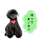 Blooming dogs* black poodle（個別スタンプ：11）