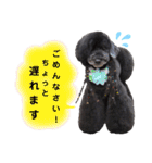 Blooming dogs* black poodle（個別スタンプ：12）