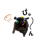 Blooming dogs* black poodle（個別スタンプ：13）