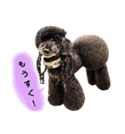 Blooming dogs* black poodle（個別スタンプ：14）