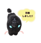 Blooming dogs* black poodle（個別スタンプ：15）