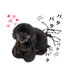 Blooming dogs* black poodle（個別スタンプ：21）