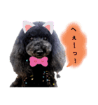 Blooming dogs* black poodle（個別スタンプ：22）