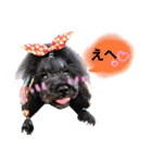 Blooming dogs* black poodle（個別スタンプ：23）