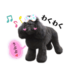 Blooming dogs* black poodle（個別スタンプ：25）