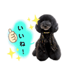 Blooming dogs* black poodle（個別スタンプ：28）