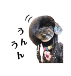 Blooming dogs* black poodle（個別スタンプ：30）