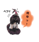 Blooming dogs* black poodle（個別スタンプ：33）