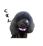 Blooming dogs* black poodle（個別スタンプ：34）