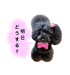 Blooming dogs* black poodle（個別スタンプ：35）