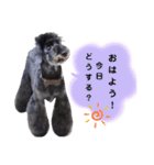 Blooming dogs* black poodle（個別スタンプ：36）