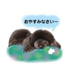 Blooming dogs* black poodle（個別スタンプ：39）