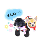 Blooming dogs* black poodle（個別スタンプ：40）