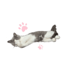 ししゃも3（個別スタンプ：4）