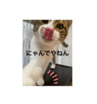 キジ白サンちゃん 2（個別スタンプ：1）