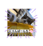 キジ白サンちゃん 2（個別スタンプ：2）