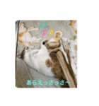 キジ白サンちゃん 2（個別スタンプ：4）