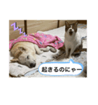 キジ白サンちゃん 2（個別スタンプ：5）