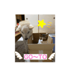 キジ白サンちゃん 2（個別スタンプ：7）