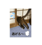 キジ白サンちゃん 2（個別スタンプ：9）
