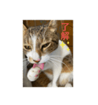 キジ白サンちゃん 2（個別スタンプ：12）